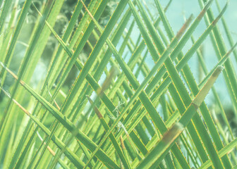 Blurred background of green palm leaves crossed diagonally