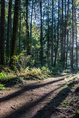 trail through the woods with sunlight streaming through the trees at French Beach Provincial Park in British Columbia, Canada