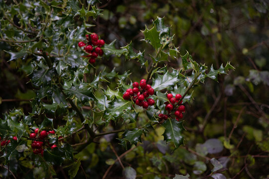 Holly berries on lush green bush in December