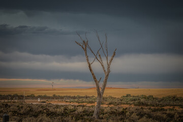 Lone tree at Lake Tyrrell