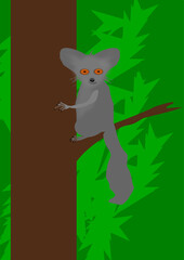 aye-aye sits on a tree branch