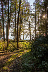 Fototapeta na wymiar sunlight in a wooded forest trail at French Beach Provincial Park in British Columbia, Canada on an autumn day 