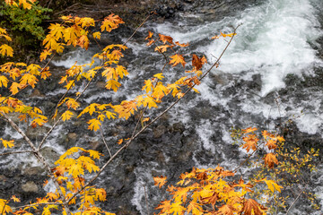 Autumn leaves and the rapids on the river at Little Qualicum Falls Provincial Park, BC.