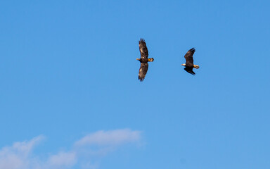Eagle and hawk flying against a blue sky