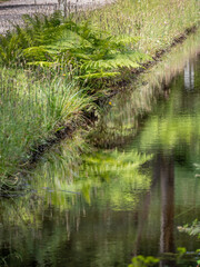 Fern Reflection vert