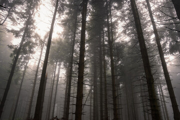 Tall conifer trees in forest on misty day in Rhoen