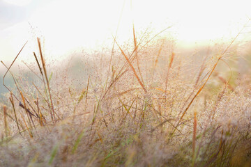Fototapeta premium grass in the wind