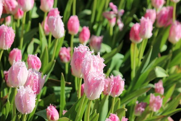 チューリップ（江の島コッキング苑）　　　サムエル・コッキング苑は明治時代の英国人貿易商「サムエル・コッキング」に由来した植物園。苑内には江の島シーキャンドル（展望灯台）もあり、眺望が楽しめる。