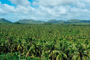 The palm tree forest viewpoint at Siargao island, Philippines