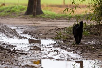 Adorable black cat in relax on a country road with puddle