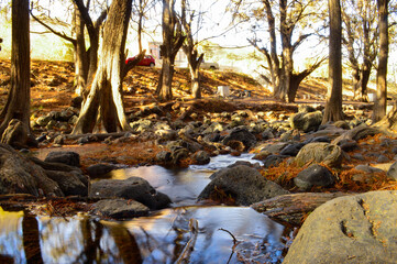 Naturaleza en el río