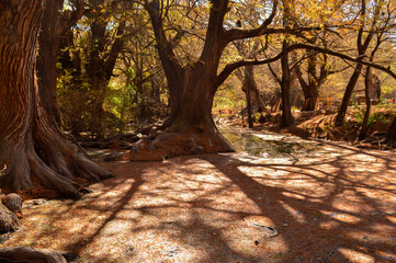 Bosque con hojas otoñales