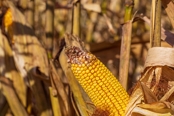 Closeup of ear of corn on cornstalk with missing kernels and damage on tip of cob due to disease,...