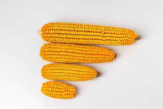Comparison of ears of corn. Healthy, short tip and nubbin corn ears. Concept of corn damage, disease and agronomy