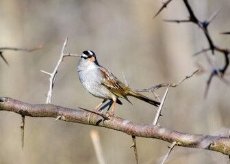 Fototapeta premium White-crowned Sparrow - Zonotrichia leucophrys