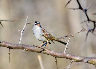 White-crowned Sparrow - Zonotrichia leucophrys