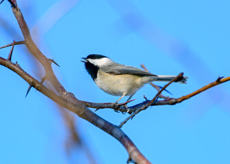Fototapeta premium carolina Chickadee (Poecile carolinensis)
