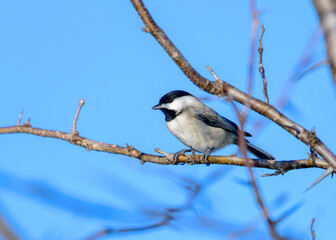 Carolina Chickadee (Poecile carolinensis)