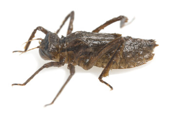 Dragonfly nymph isolated on white background