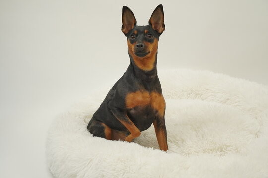 ミニチュアピンシャー　室内3　写真124