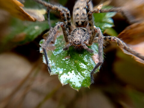 closeup macro picture of common brown spider
