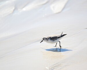 A Sanderling Along the Shore of Laguna Beach in Panama City Beach,  Florida