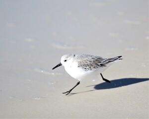 A Sanderling Along the Shore of Laguna Beach in Panama City Beach,  Florida