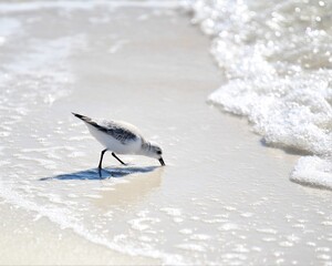 A Sanderling Along the Shore of Laguna Beach in Panama City Beach,  Florida