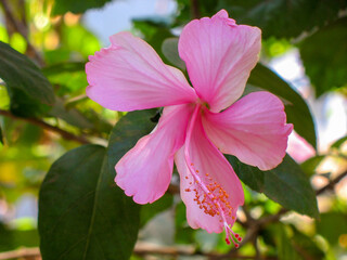 Beautiful blooming flowers of South India