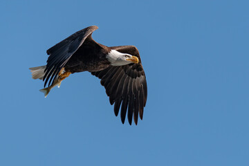 Bald Eagle with a Fish in its Talons over the Susquehanna River