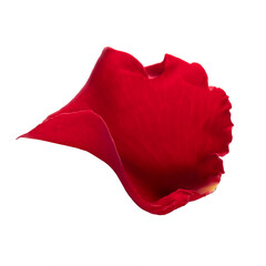 One red rose petal on white background isolated. Close-up, macro shot. Can be used for design of valentines and wedding cards. High quality photo