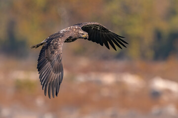 Juvenile Bald Eagle Flying in the Blue Sky over the Susquehanna River