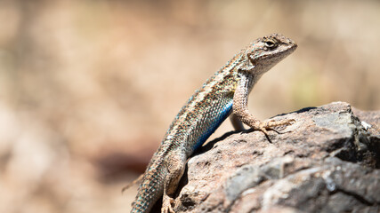 Blue Belly Lizard, Central Coast of California Wildlife