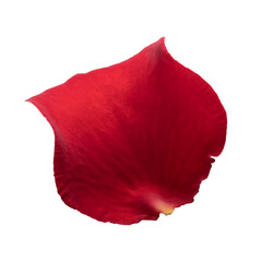 One red rose petal on white background isolated. Close-up, macro shot. Can be used for design of valentines and wedding cards. High quality photo