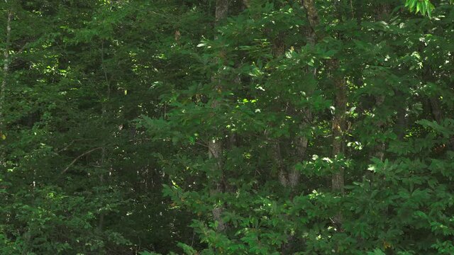 Long & slow horizontal dolly shot inside sunny forest - Long et lent travelling dans une for&ecirc;t ensoleill&eacute;e. 