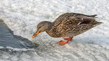 Mallard duck drinking water in the ice and snow.
