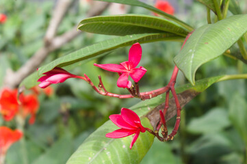 This flower called camboja has 5 petals and is red