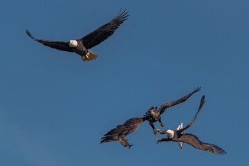 three bald eagles fighting for a fish in the mid air, Conowingo, MD, USA