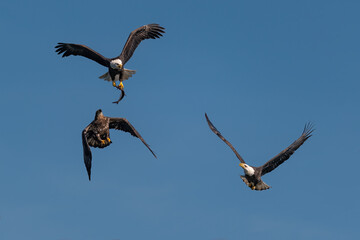 three bald eagles fighting for a fish in the mid air, Conowingo, MD, USA