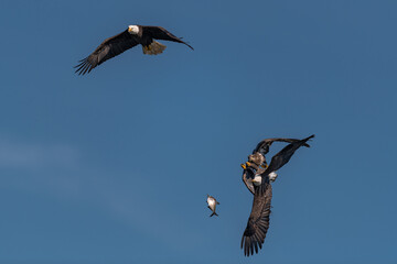 three bald eagles fighting for a fish in the mid air, Conowingo, MD, USA
