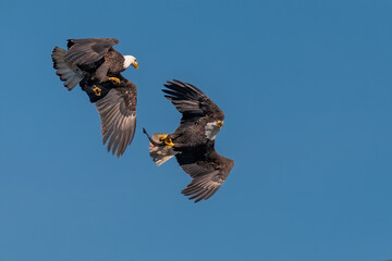 Two bald eagles fighting for a fish in the mid air, Conowingo, MD, USA