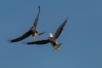 Two bald eagles fighting for a fish in the mid air, Conowingo, MD, USA