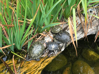 Turtles on a log in Pond