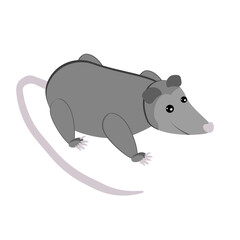 Possum, cute gray marsupial in flat style, wild animal with long tail