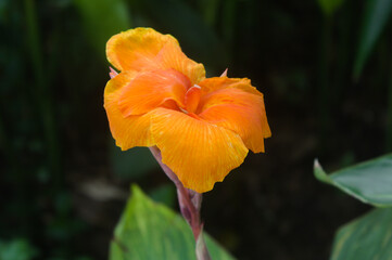 Fototapeta premium close-up photo of orange flowers