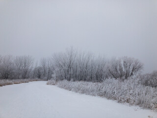 Foggy Winter Woods with Frost Covered Trees