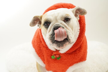 イングリッシュブルドッグ　子犬　サンタクロース衣装2　写真44