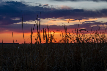 sunset through a wheat field