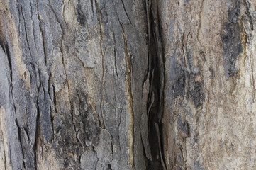 High-resolution photos of tree trunks are suitable as textures