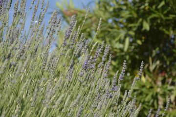 Lavender in Tuscany